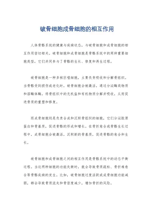 破骨细胞成骨细胞的相互作用