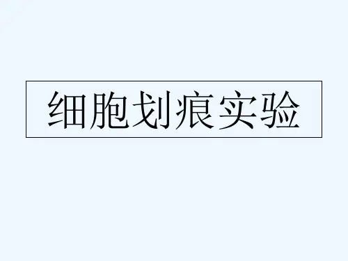细胞划痕专业课件