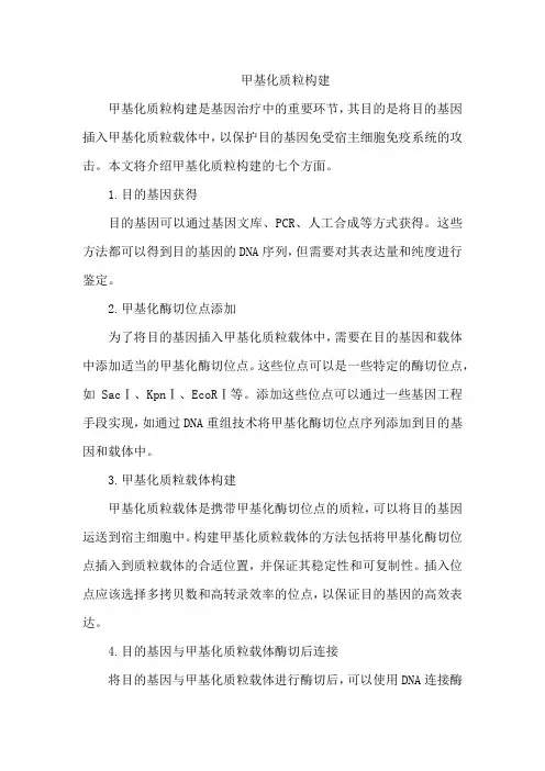 甲基化质粒构建