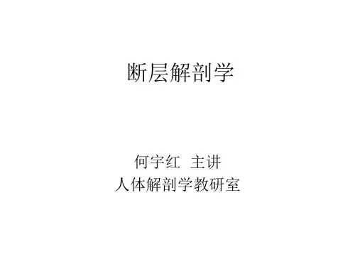 --断层解剖学 