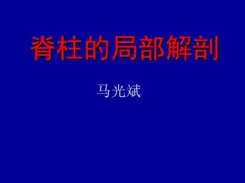 脊柱局部解剖