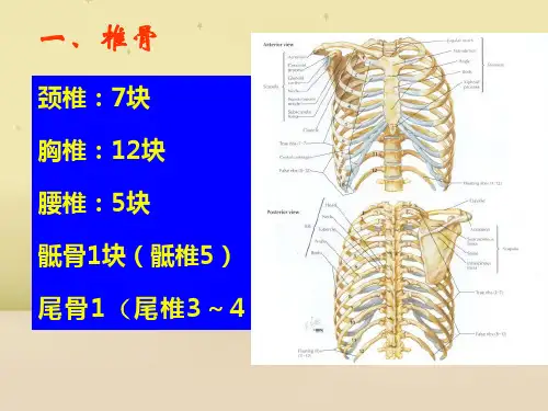 躯干骨及其连结-运动系统.ppt
