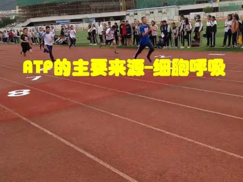 ATP的主要来源——细胞呼吸