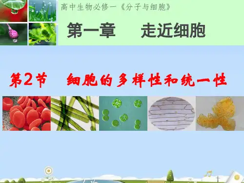 人教版必修1 生物：1.2 细胞的多样性和统一性  课件(共21张PPT)
