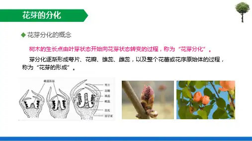 园林树木各器官的生长发育—花芽分化与开花