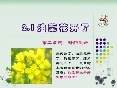 四年级下册科学课件油菜花开了｜ 教科版 (共10张PPT)