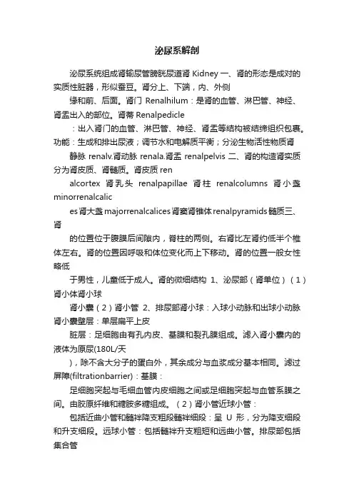 泌尿系解剖