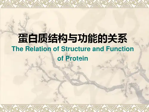 蛋白质结构与功能的关系