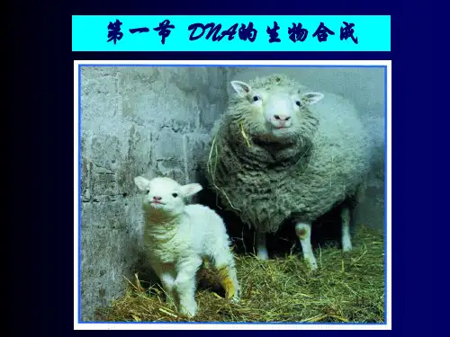 DNA的生物合成(精)