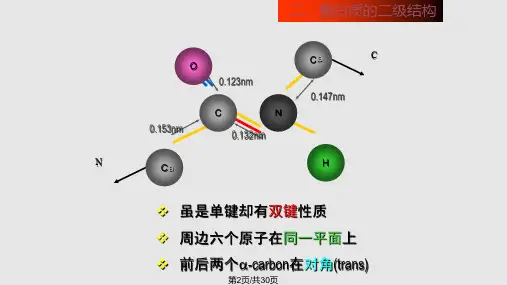 蛋白质的二级结构.pptx