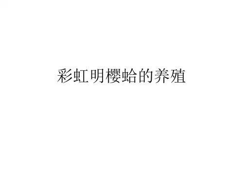 彩虹明樱蛤的养殖