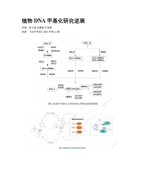 植物DNA甲基化研究进展
