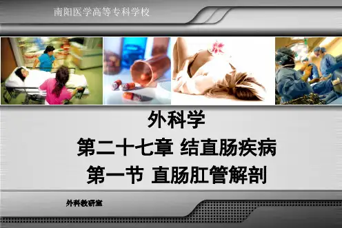 直肠肛管解剖汇总