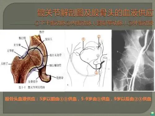 股骨头缺血坏死等PPT课件