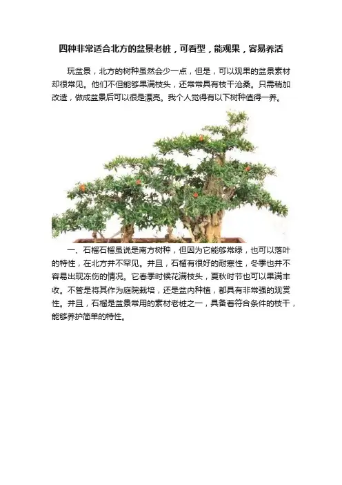 四种非常适合北方的盆景老桩，可看型，能观果，容易养活
