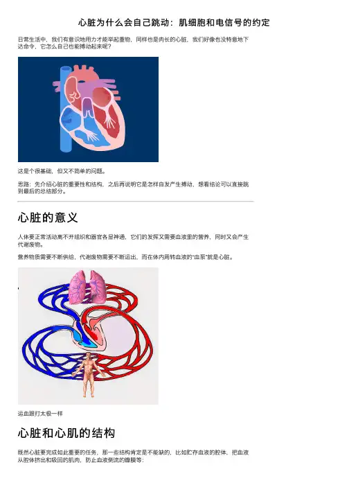 心脏为什么会自己跳动：肌细胞和电信号的约定