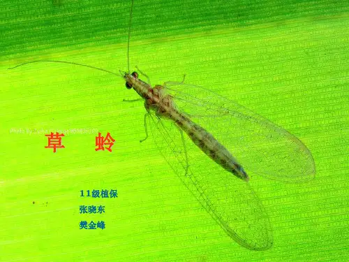 草蛉