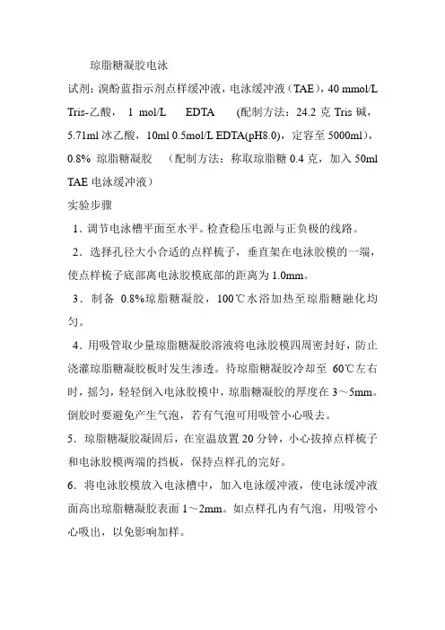 琼脂糖凝胶电泳