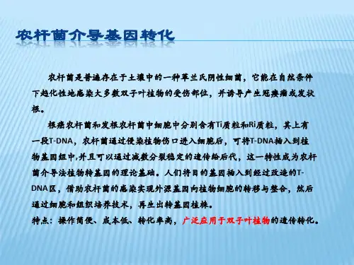 实验三农杆菌感受态细胞制备及转化
