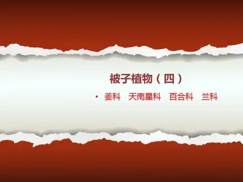 被子植物分类4 第3组