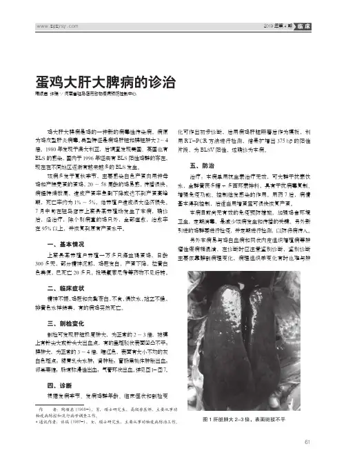 蛋鸡大肝大脾病的诊治