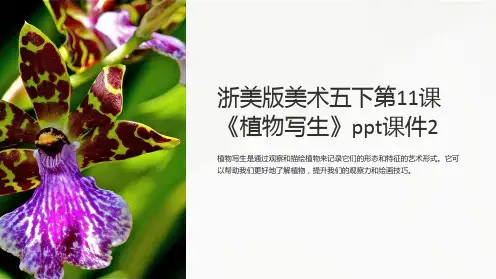 浙美版美术五下第11课《植物写生》课件2
