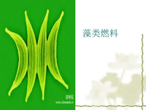 藻类燃料