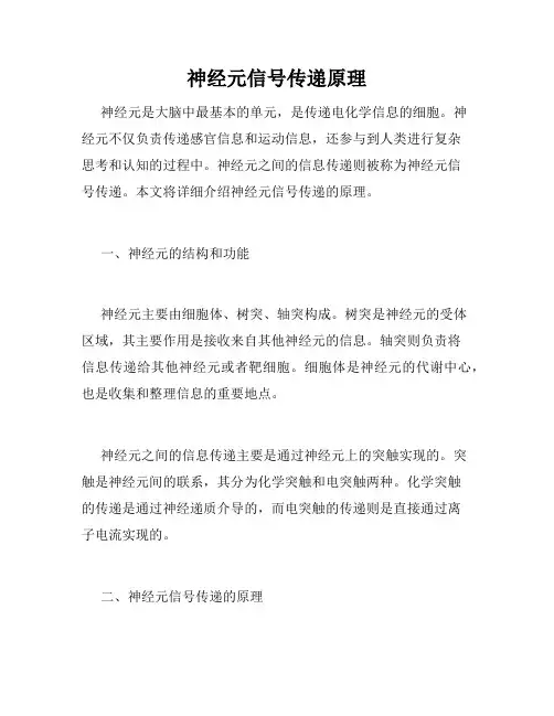 神经元信号传递原理