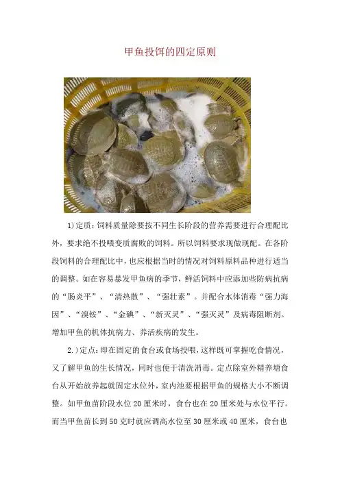 甲鱼投饵的四定原则