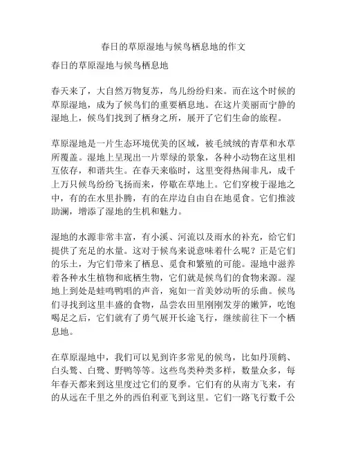 春日的草原湿地与候鸟栖息地的作文