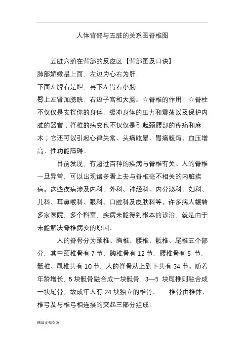 人体背部与五脏的关系图脊椎图