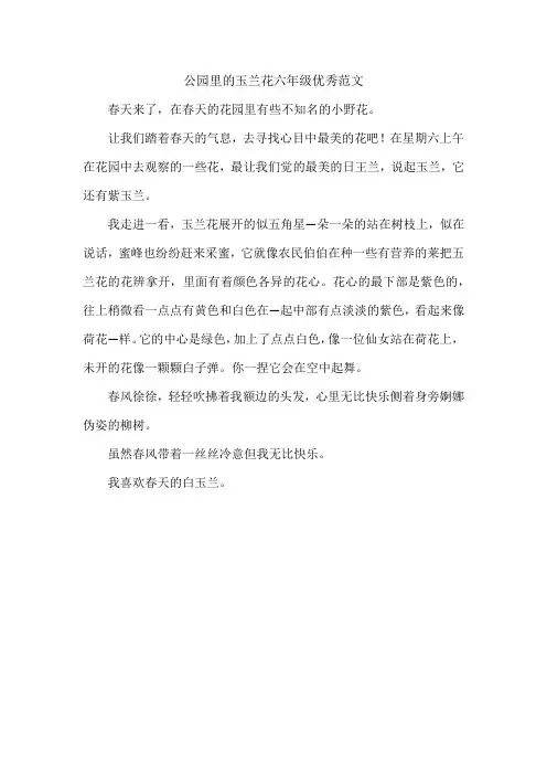 公园里的玉兰花六年级优秀范文
