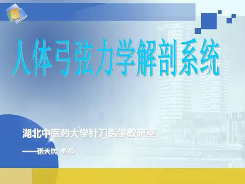 人体弓弦力学系统