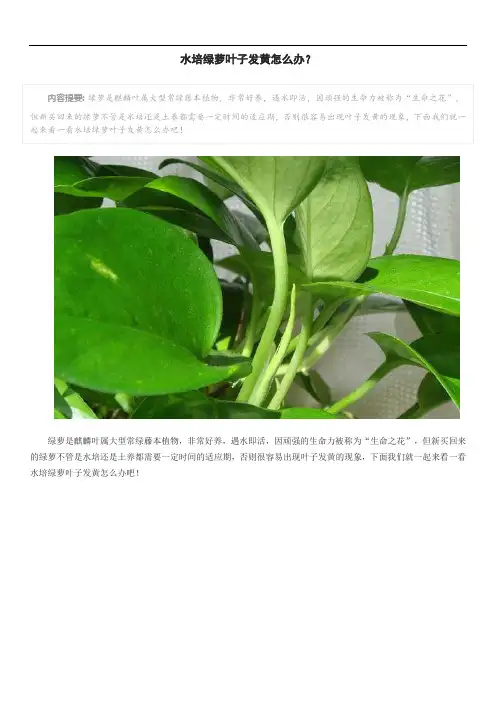 水培绿萝叶子发黄怎么办