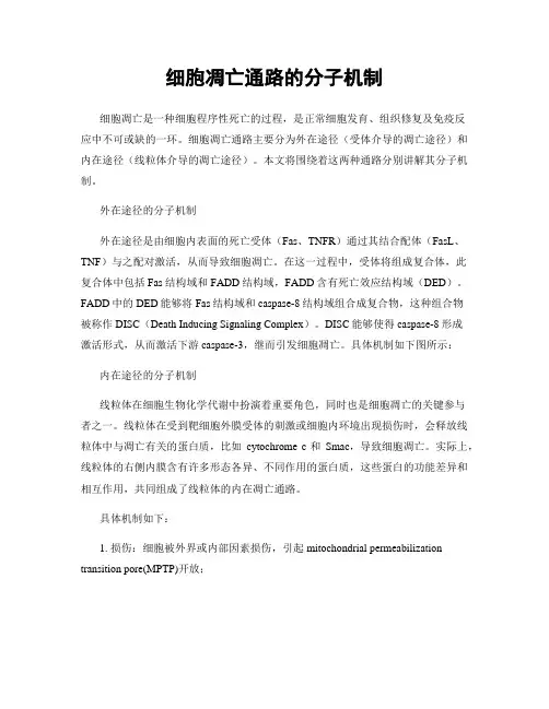 细胞凋亡通路的分子机制
