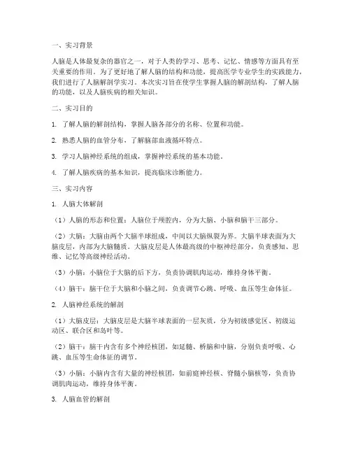 人脑解剖学实习报告