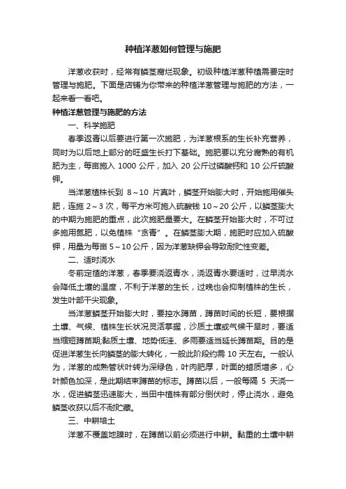 种植洋葱如何管理与施肥