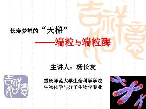 端粒与端粒酶PPT精选文档