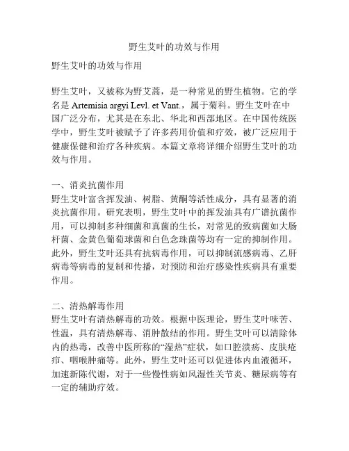 野生艾叶的功效与作用