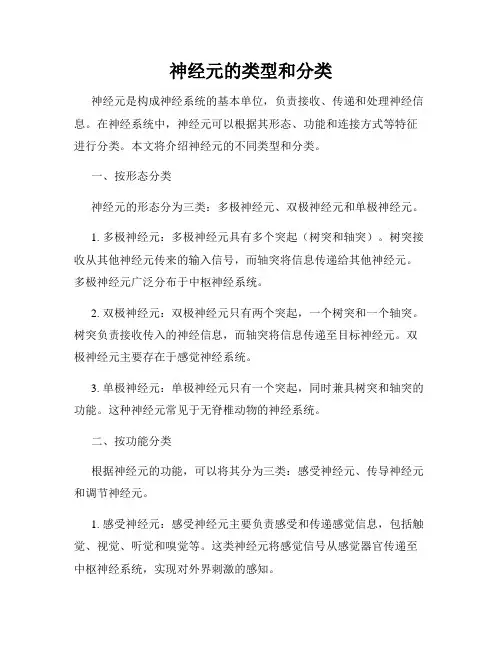 神经元的类型和分类