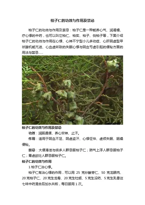 柏子仁的功效与作用及禁忌