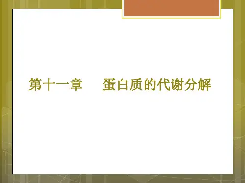 生物化学蛋白质的代谢分解