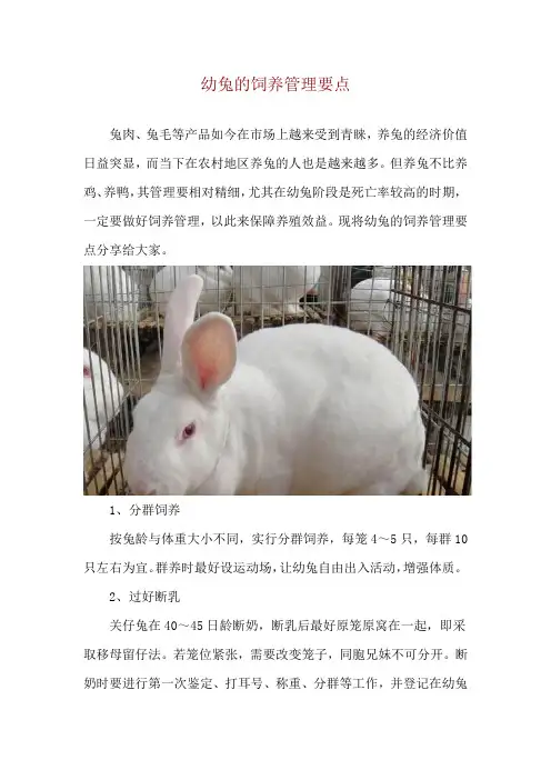 幼兔的饲养管理要点