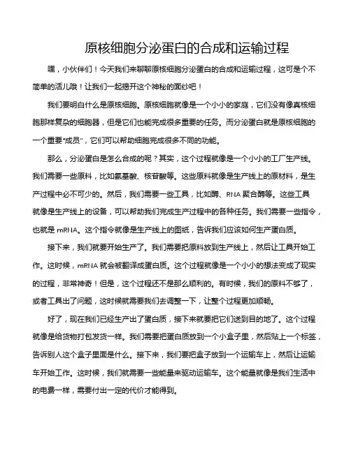 原核细胞分泌蛋白的合成和运输过程