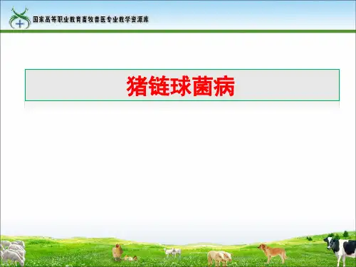 猪链球菌病.ppt