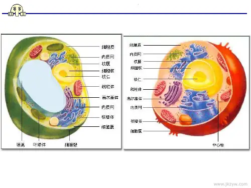 细胞质基质ppt 通用