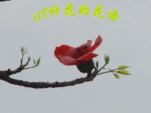 118种花的花语PPT精品文档15页
