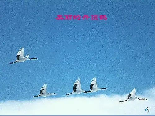 二年级上册《美丽的丹顶鹤》优质课件
