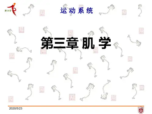 系统解剖学第三章 肌学