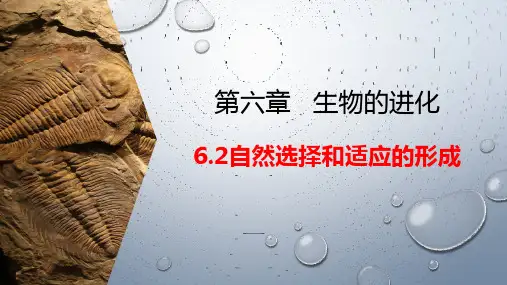 【课件】自然选择与适应的形成课件2022-2023学年高一下学期生物人教版必修2
